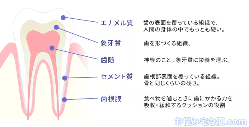 歯の構造